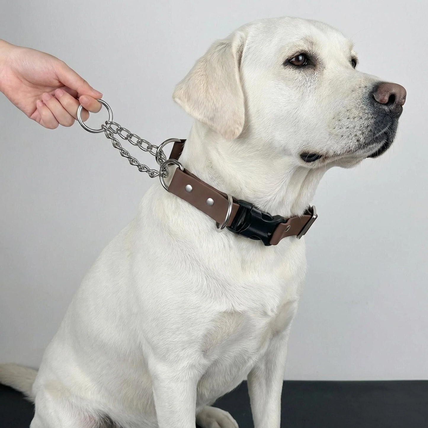 Waterproof Martingale Dog Collar with Quick-Release Buckle